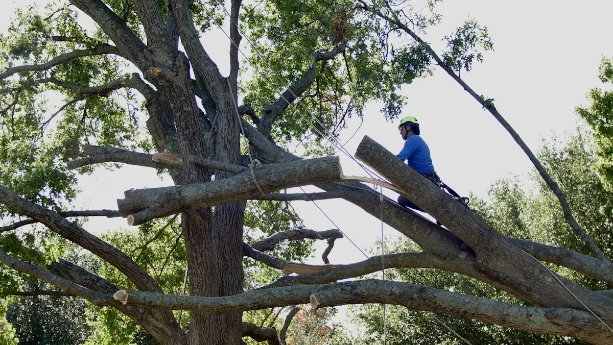 Professional Crown Thinning performed by certified arborists in Wrens