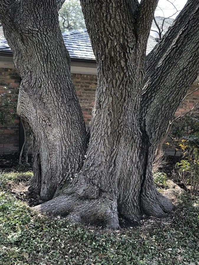 Mature heritage tree close to a Wrens property cared for by certified arborists